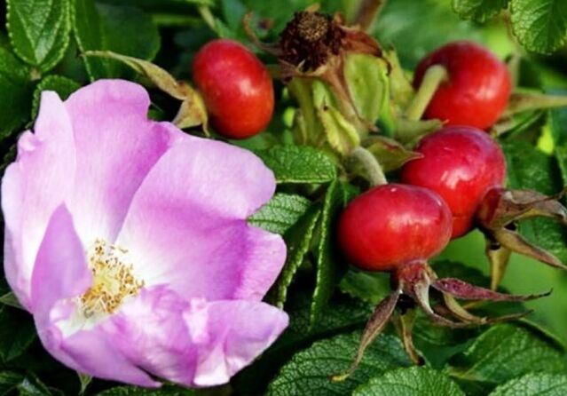 Rose